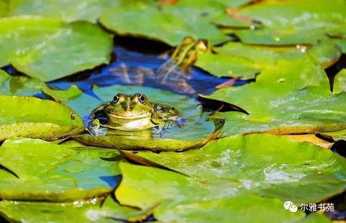 梦见青蛙吃小瓜,青蛙与瓜果的奇幻对决