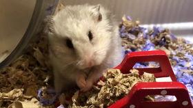 吃瓜小仙女图片,吃瓜小仙女的奇幻之旅