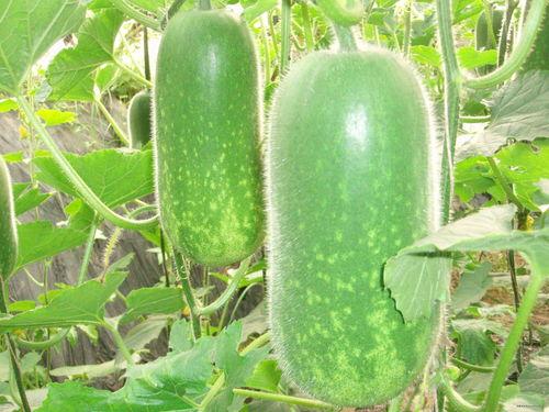 梦见我分瓜吃瓜啥意思