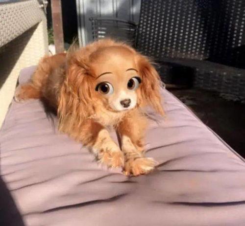 香香公主狗吃瓜