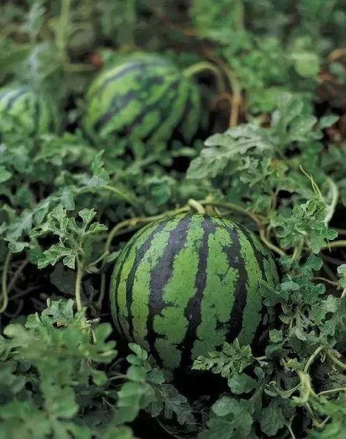 巧玲韩城吃瓜,一场美食与文化的盛宴